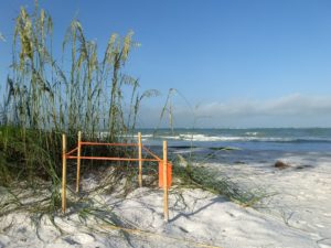 Barricade around sea turtle nest