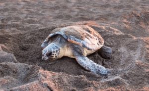 Loggerhead Turtle on Beach