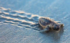 Baby sea turtle in sand