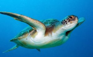loggerhead turtle