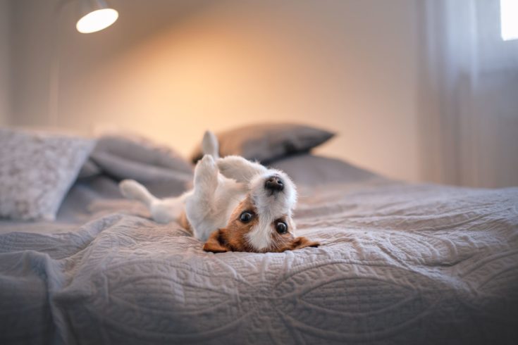 Dog in Bed