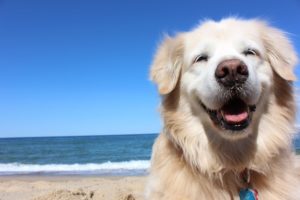 Sandy colored dog on beach