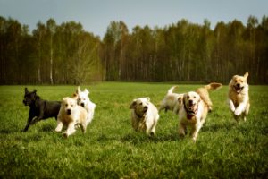 6 dogs running in grass