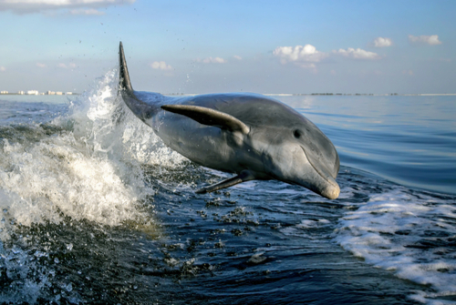 Dolphin Jump