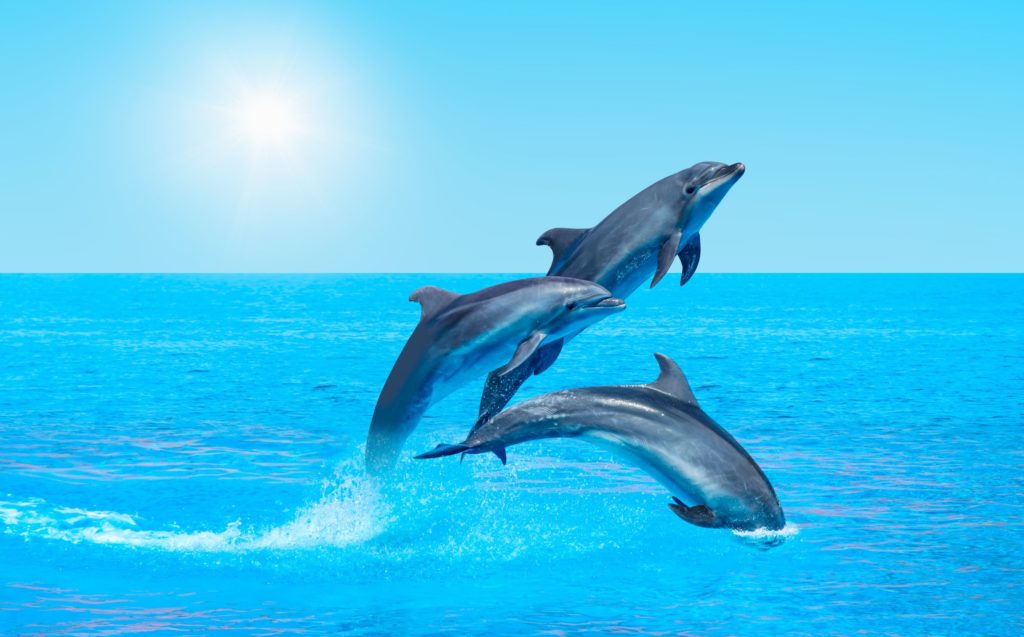 How To See Dolphins on the Gulf Coast - Best Western Plus Siesta