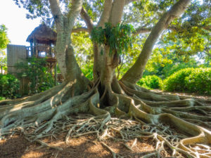 Marie Selby Botanical Gardens Tree and Treehouse