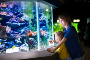 Kids looking at the aquarium