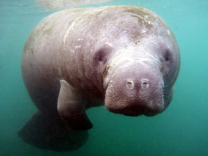 Manatee