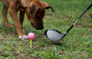 Brown dog next to golf club and pink golf ball