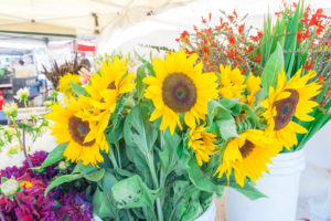 Fresh sunflowers in buckets at farmers market