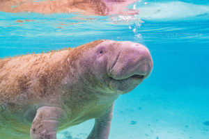 Manatee swimming close to the surface at the beach
