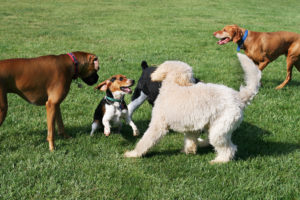 Group of dogs playing together in the park