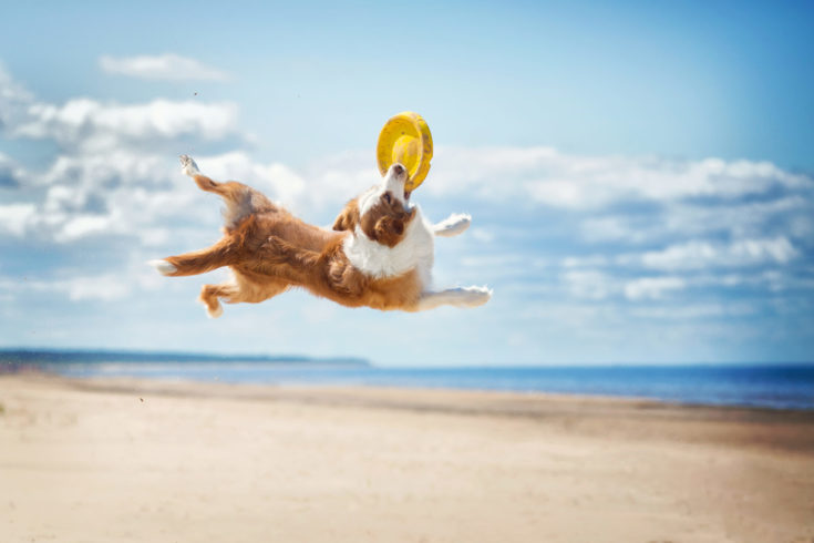 Border,Collie,Plays,In,The,Beach