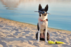 Black and white dog wearing goggles at the beach