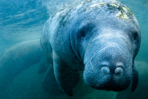 Manatee in Crystal River