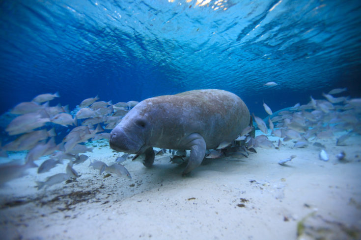 Manatees,,,Crystal,River,,,Florida,,Hot,Springs