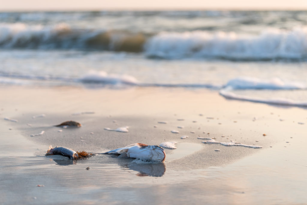 Closeup,Of,Many,Dead,Fish,,Washed,Up,During,Red,Tide Best Western