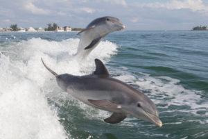 Two dolphins jumping 