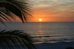 Sunset through the palms on a beach
