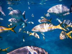 School of fish in the Gulf of Mexico