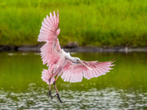 pink and white roseate spoonbill on myakka river