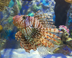 Colorful fish at mote marine aquarium