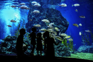 Silhouette of family looking at fish