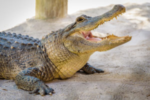 Close up portrait of an American Alligator waiting to be fed with its mouth wide open showing its powerful jaw and sharp teeth. Everglades National Park, Florida.