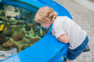 The boy looks into the pool with the fishes. Rest in the aquarium concept. Ichthyology concept