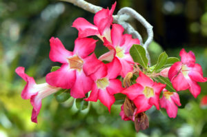 Adenium,Arabicum Pink flowers in marie selby botanical garden