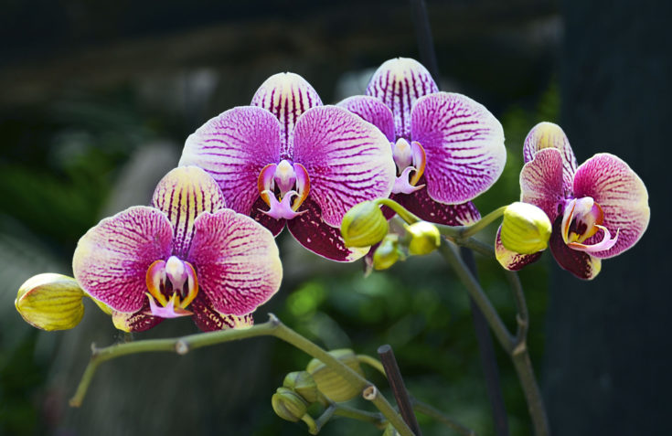 Orchid,Flower,In,Tropical,Garden.phalaenopsis,Growing,On,Tenerife,canary,Islands.orchids.floral,Background