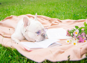 dog on a blanket near a book with glasses, animal on green grass, light blanket, pink wildflowers, smart funny, green grass, nature, the dog reads
