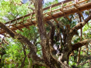 Sarasota FL February 24 2020 The canopy walk at Florida's Myakka River State Park. The walkway is suspended 25 feet above the ground and extends 100 feet through the hammock canopy