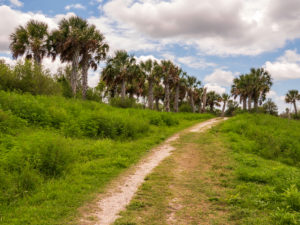 Uphill hiking trail in Sarasota with green grass and palm trees