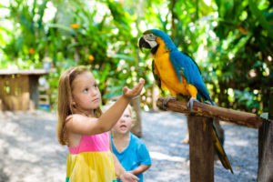 Little girl and toddler feeding colorful parrot