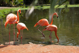 Flamingos in a garden by the water