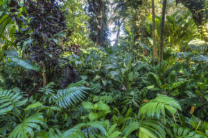 Jungle garden vegetation