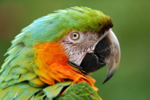 Image of a macaw at the sarasota jungle gardens