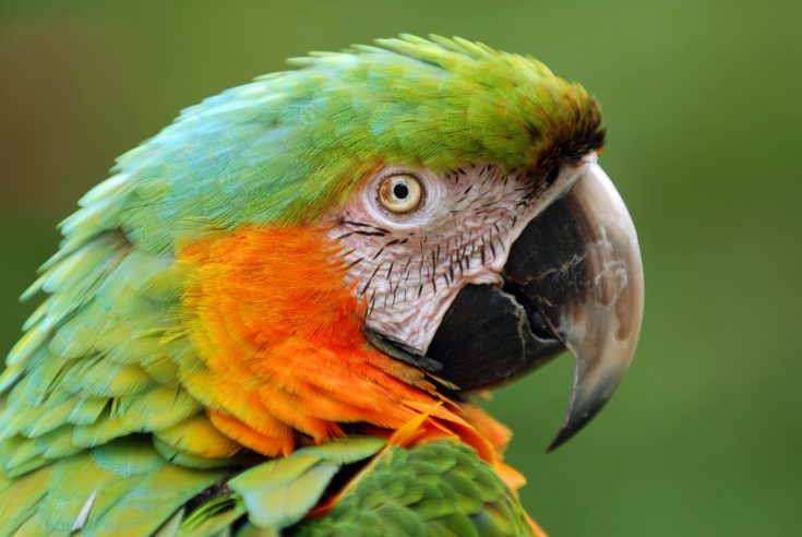An,Image,Of,A,Macaw,At,Sarasota,Jungle,Gardens