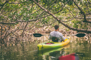 Kayak man kayaking in mangrove nature of Everglades, Florida, USA travel activity. Watersport tourism people lifestyle.
