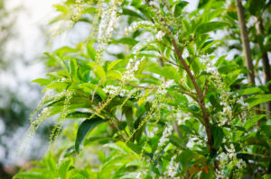 Fiddlewood shrub with white flowers