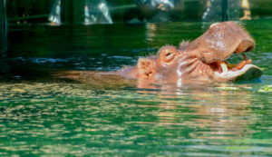 Resident hippo of Homosassa Springs State Park