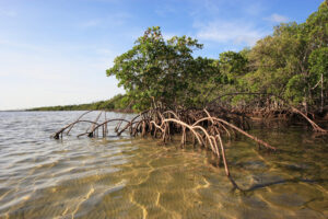 Mangroves in shallow ocean water