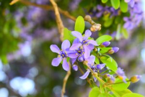 Lignum Vitae with purple flowers