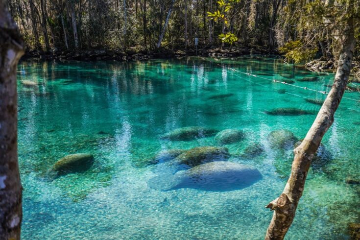 Three,Sister,Springs,,Fl,Manatees