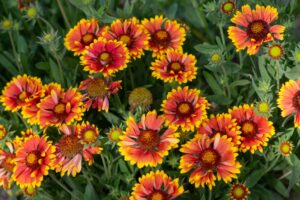 Blanket flower blossoms