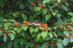 Butterfly on firebush plant