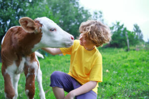 Boy petting calf in grassy area